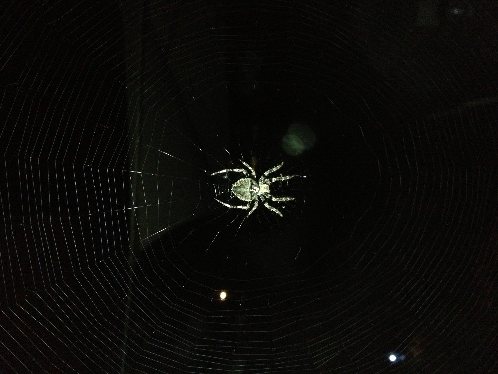 Araneus sp. (A. circe o A. angulatus) gestione uova e madre